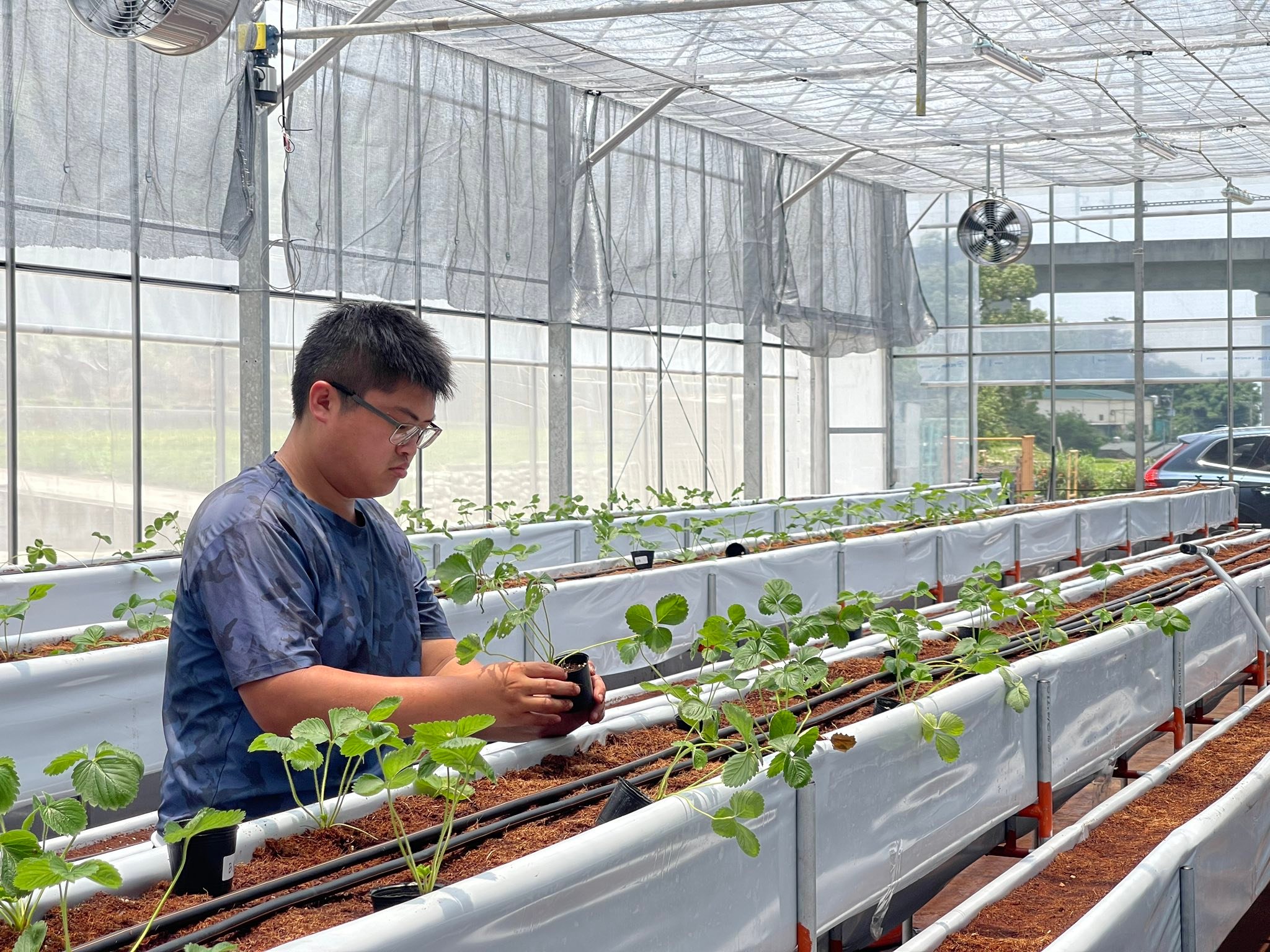 研究人員在草莓溫室進行植株與環境監測